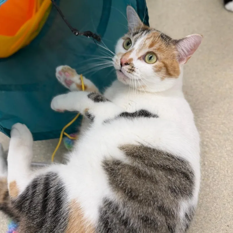 An adult medium-sized female Calico Domestic Short Hair cat named Tulip for adoption in Fredericksburg, VA