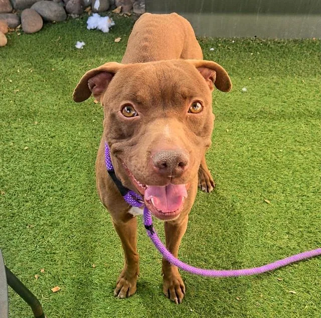 A young large-sized male Pit Bull Terrier dog named Curry for adoption in Phoenix, AZ