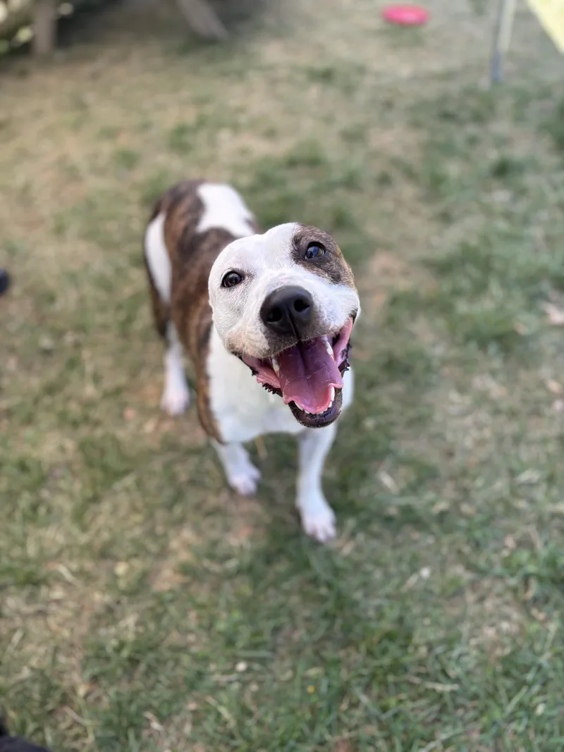 An adult medium-sized female White / Cream Pit Bull Terrier dog named Lady for adoption in Lebanon, TN