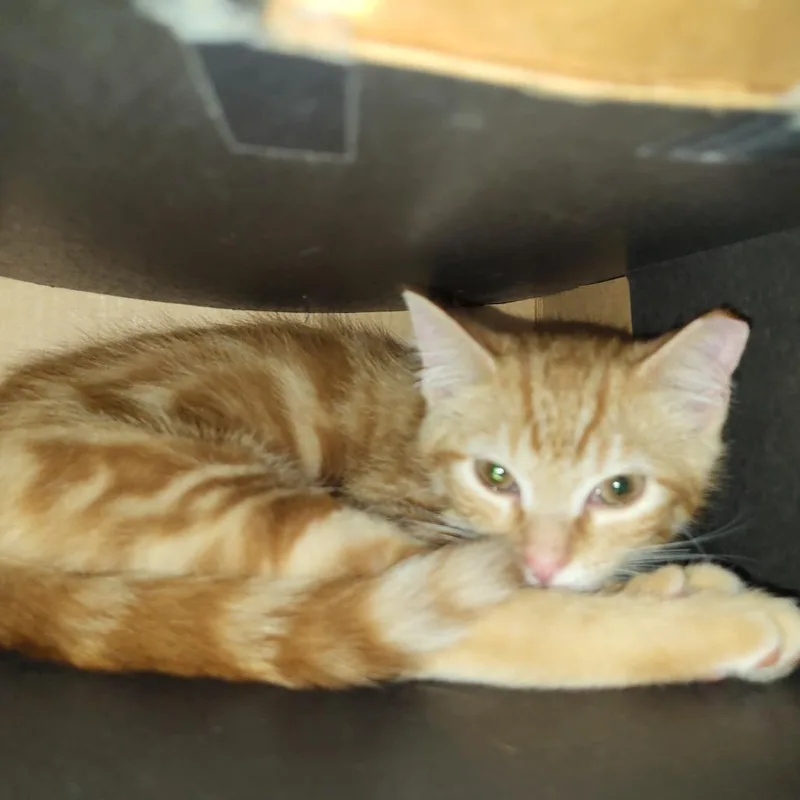 A baby small-sized female Orange / Red Domestic Short Hair cat named Taquito for adoption in La Grange, KY