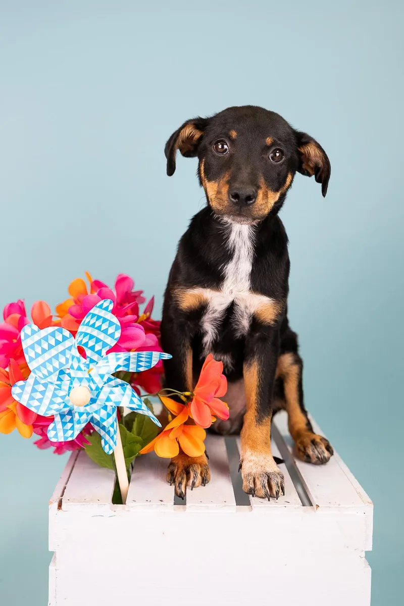A baby medium-sized female Doberman Pinscher dog named 557-26 for adoption in Brighton, CO