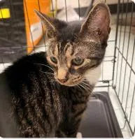 A baby medium-sized female Domestic Short Hair cat named Herrera for adoption in West Chester, PA