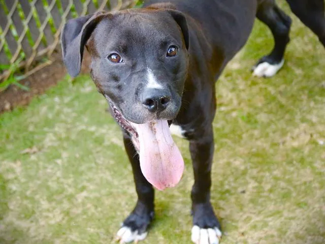 A young medium-sized male Labrador Retriever dog named Chop for adoption in Tallahassee, FL