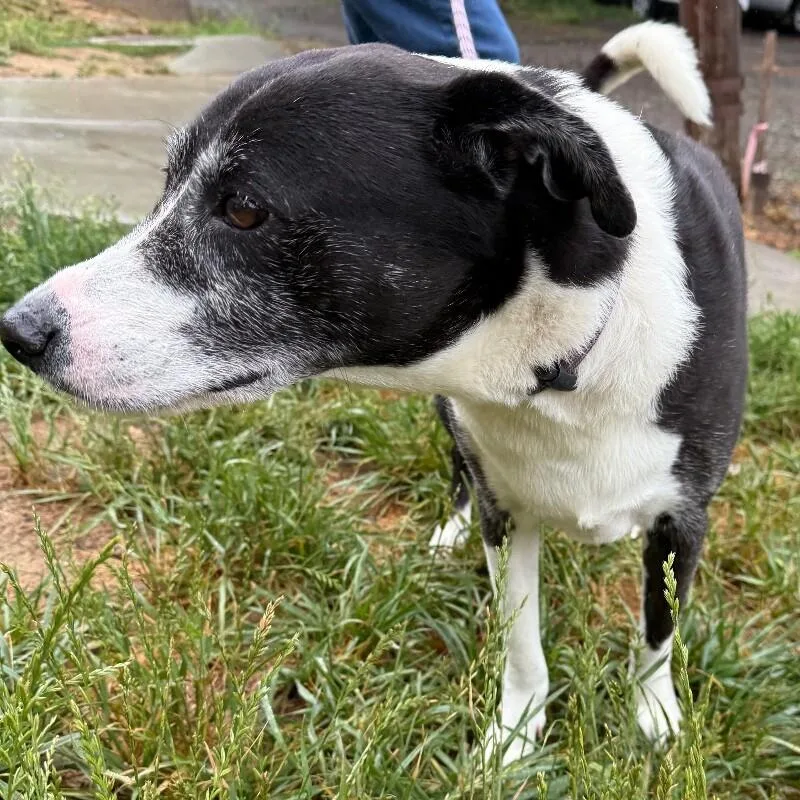 A senior large-sized male Mixed Breed dog named Skipper for adoption in Roanoke, VA