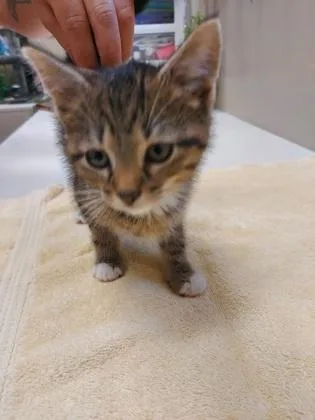 A baby small-sized male Domestic Short Hair cat named Milan for adoption in Fishers, IN