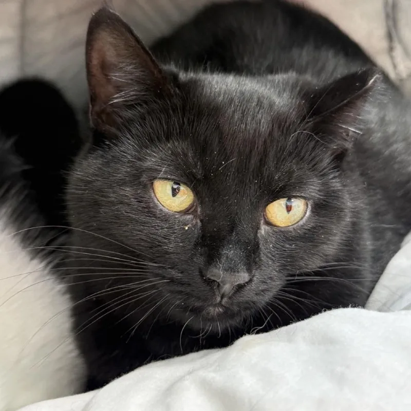 A young medium-sized female Black Domestic Short Hair cat named Meeka for adoption in Bensalem, PA