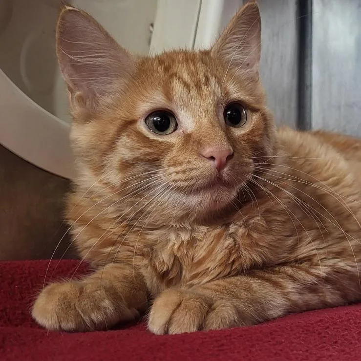 A baby small-sized male Orange / Red Domestic Short Hair cat named Flyover Freddy for adoption in Austin, TX