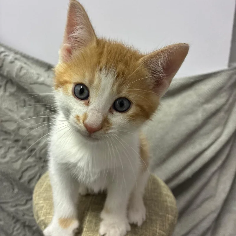 A baby small-sized male White Domestic Short Hair cat named Peep for adoption in Auburn, AL
