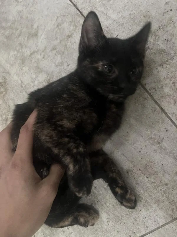 A baby small-sized female Domestic Short Hair cat named Beatrice for adoption in Staten Island, NY