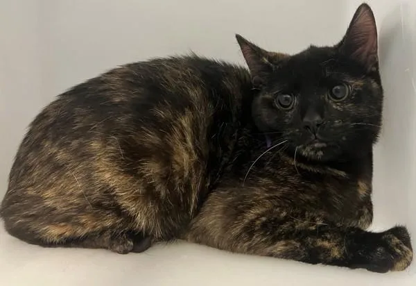 Beatrice thumbnail 2