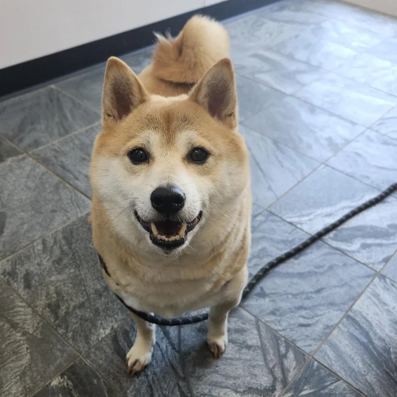 An adult medium-sized male Yellow / Tan / Blond / Fawn Shiba Inu dog named Yoko for adoption in Clearwater, FL