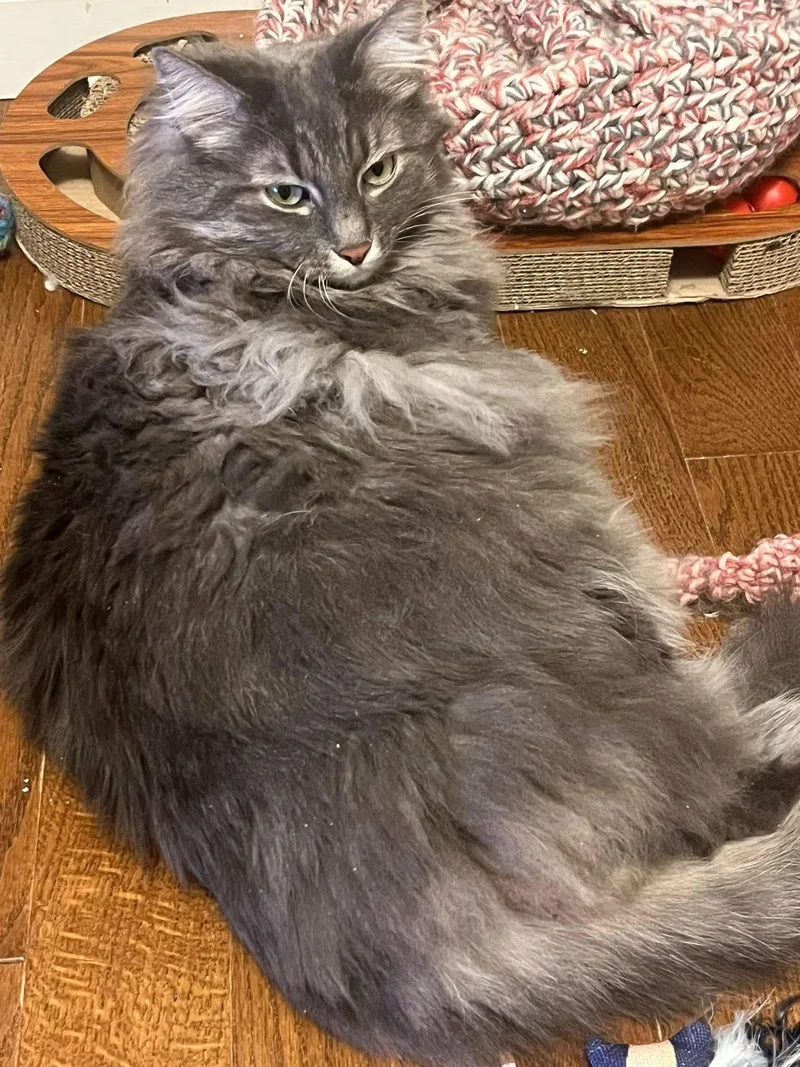 Smokey & Shadow Bonded thumbnail 2