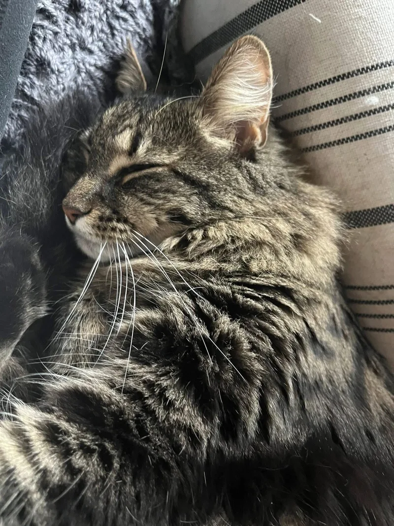 Smokey & Shadow Bonded thumbnail 3