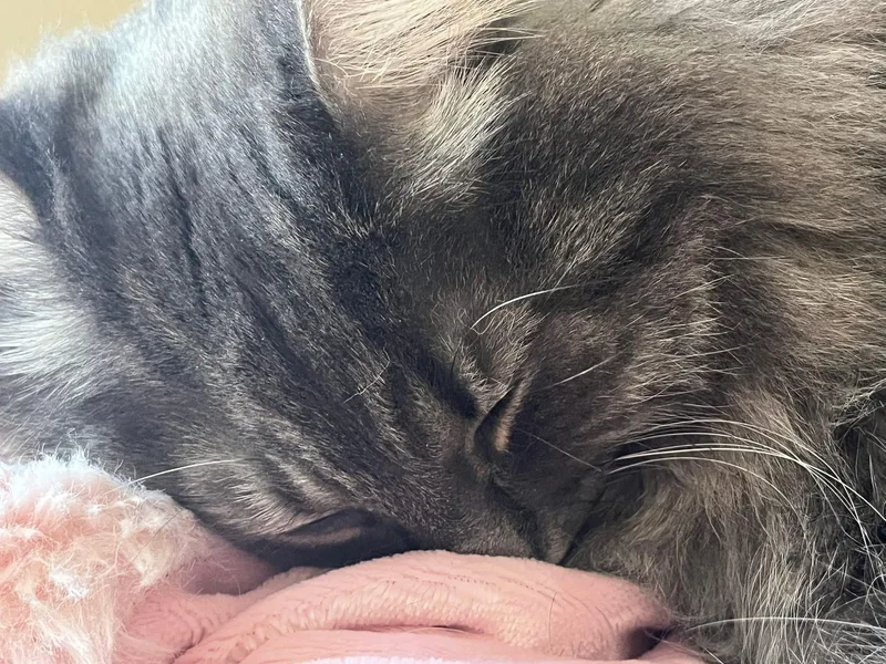 Smokey & Shadow Bonded thumbnail 4