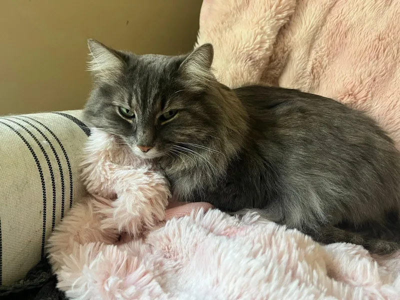 Smokey & Shadow Bonded thumbnail 5