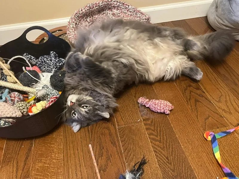 Smokey & Shadow Bonded thumbnail 6