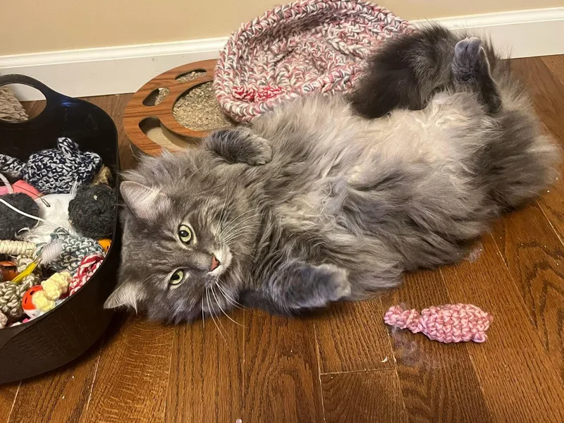 Smokey & Shadow Bonded