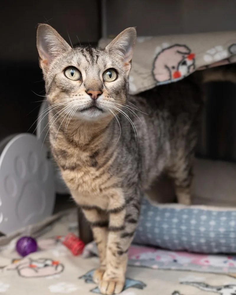 A senior medium-sized female Bengal cat named Bella for adoption in Boone, IA
