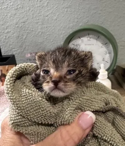 A baby medium-sized female Gray & White Tabby cat named Birdie for adoption in Magnolia Springs, AL