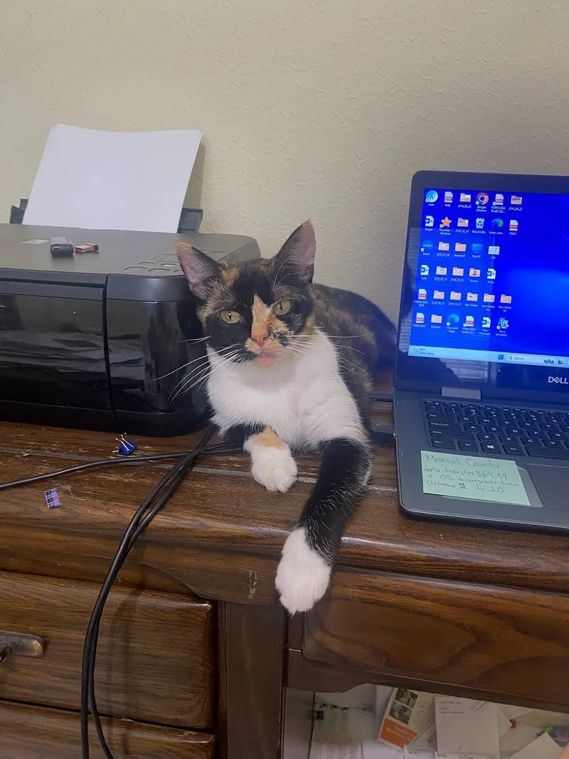 A young medium-sized female Calico Calico cat named Pepper for adoption in Houston, TX