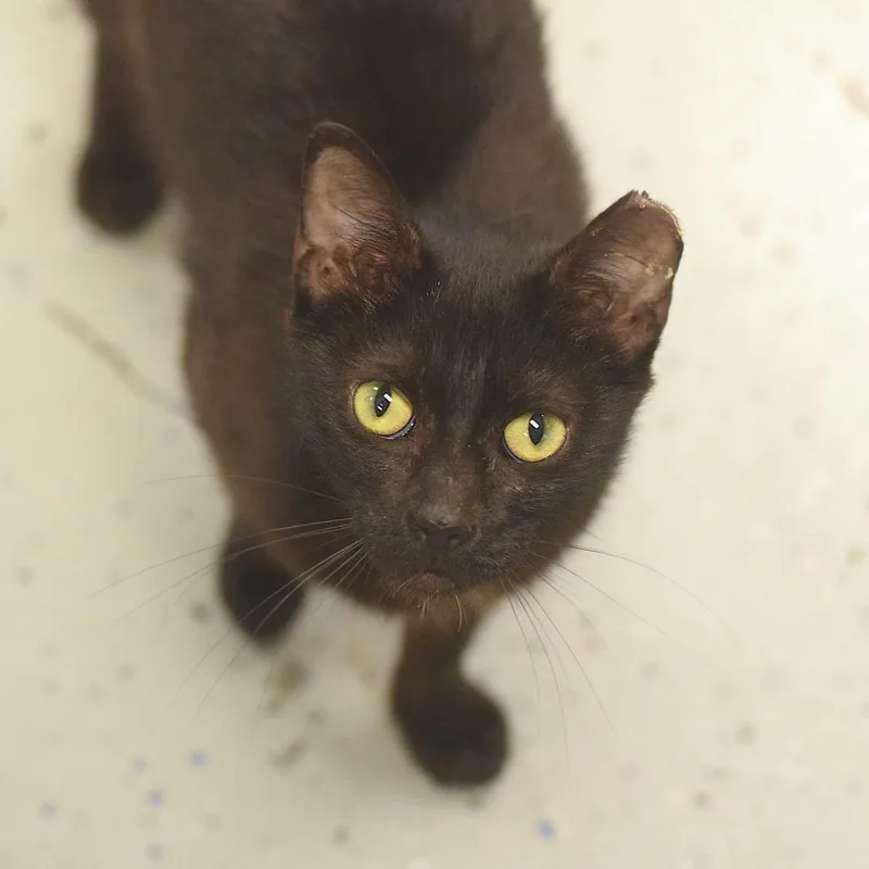 A young medium-sized female Black Domestic Short Hair cat named New Balance for adoption in Belleville, IL