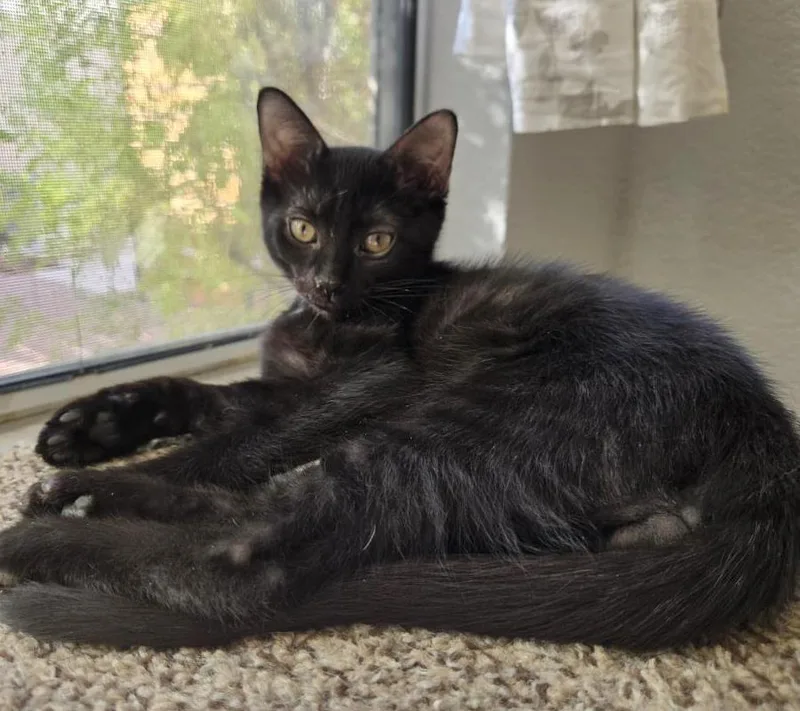 A baby small-sized male Black Domestic Short Hair cat named Grus Nightsky for adoption in Chandler, AZ