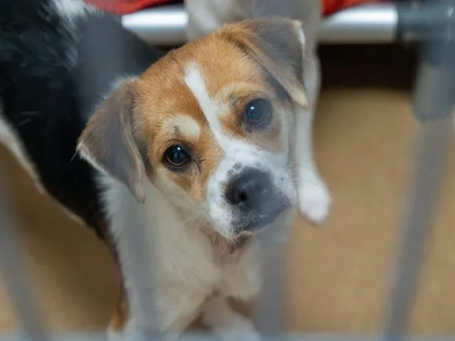 An adult small-sized female Beagle dog named Lady Rainicorn for adoption in Martinez, CA