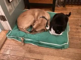 A young medium-sized female Golden Coonhound dog named Gilly for adoption in Ipswich, MA