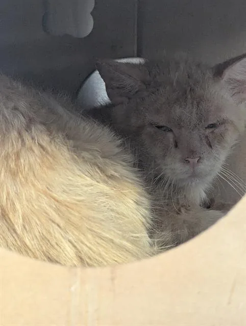 An adult medium-sized male Domestic Short Hair cat named Austin for adoption in Downey, CA