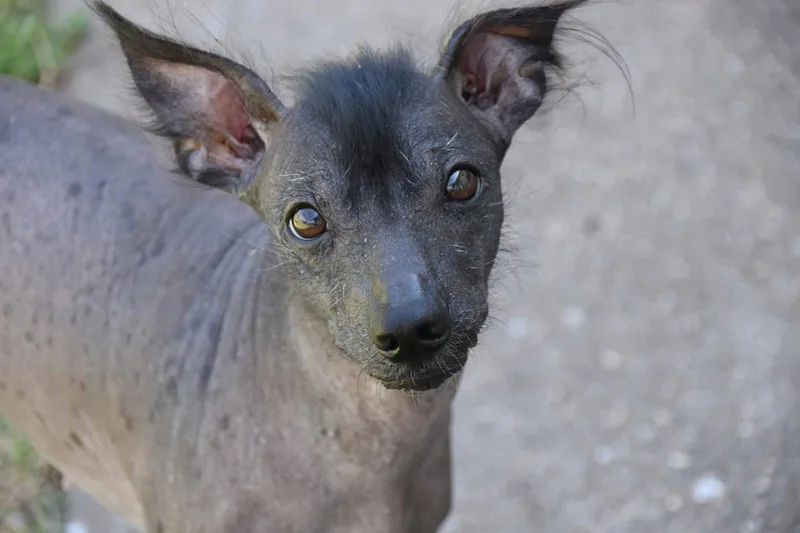 A young medium-sized female Xoloitzcuintli / Mexican Hairless dog named Remi In Texas for adoption in Lansing, MI