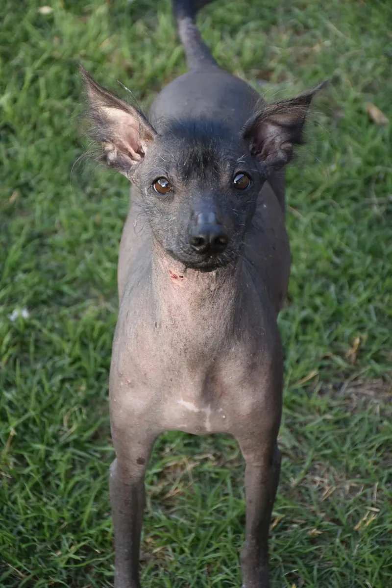 Remi In Texas thumbnail 2