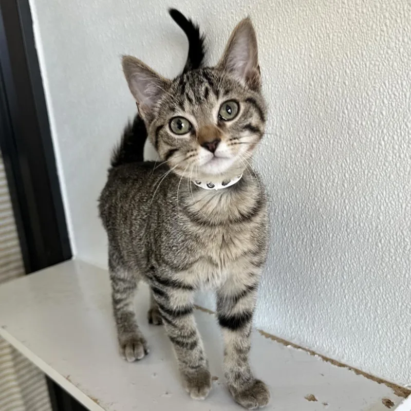 A baby small-sized male Brown / Chocolate Domestic Short Hair cat named Skyler PL for adoption in Union, MO