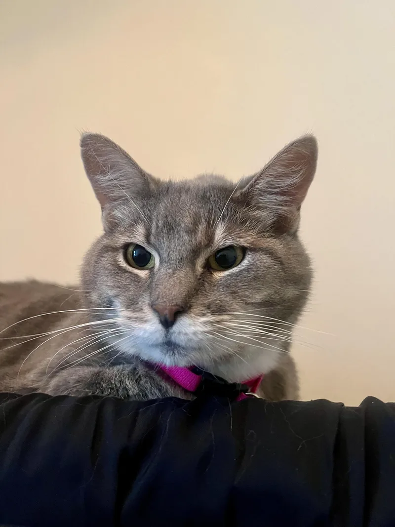An adult large-sized female Domestic Short Hair cat named Mia for adoption in Twin Falls, ID