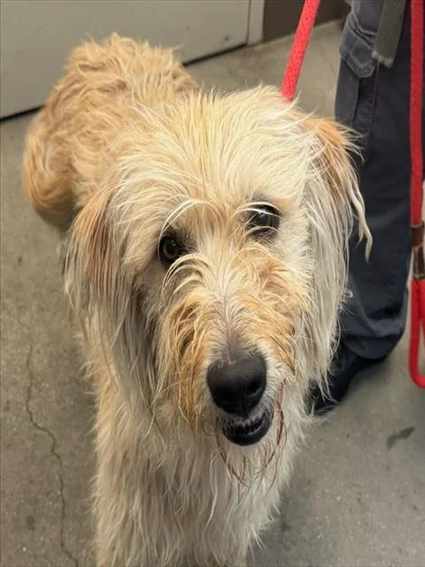 An adult large-sized male Scottish Terrier dog named Badda Bing for adoption in Tucson, AZ