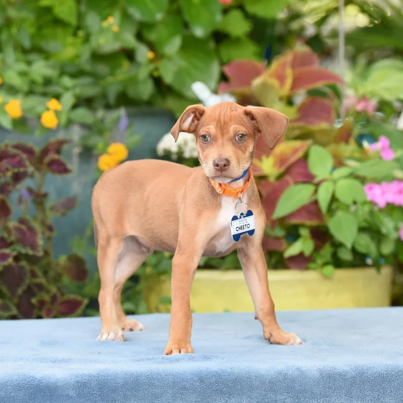 A baby small-sized male Yellow / Tan / Blond / Fawn Terrier dog named Cheeto for adoption in Wake Forest, NC