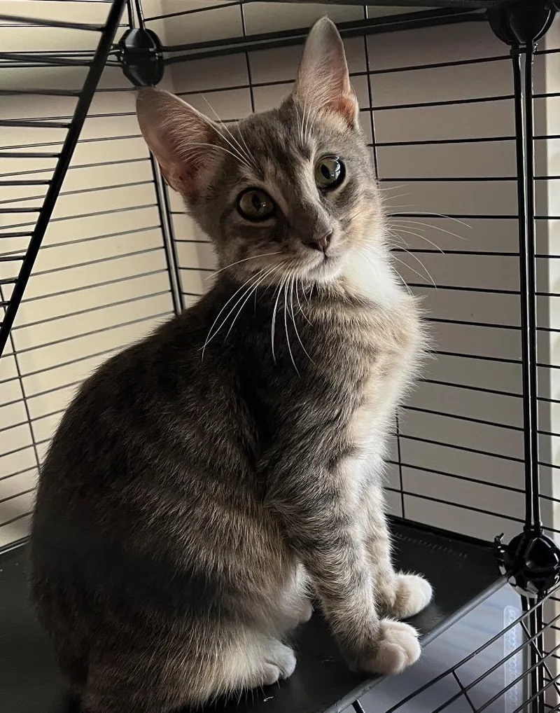 A baby medium-sized male Domestic Short Hair cat named Navy for adoption in Sorrento, LA