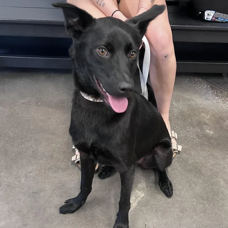 A young medium-sized male Labrador Retriever dog named Draco for adoption in Tampa, FL