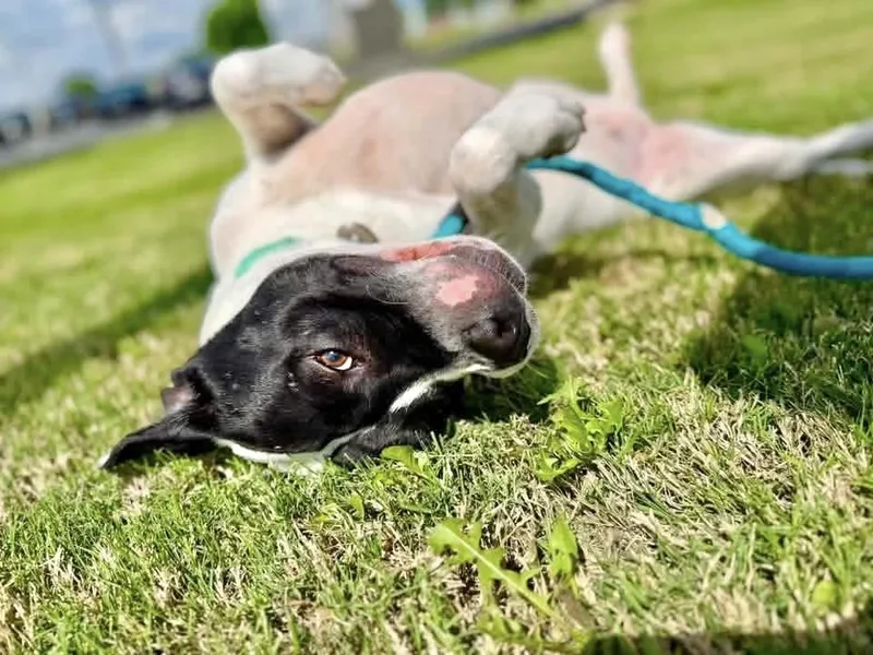 An adult medium-sized female Terrier dog named China for adoption in Manchester, CT