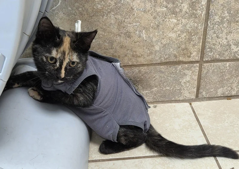 A young medium-sized female Domestic Short Hair cat named Aster Flower for adoption in Satellite Beach, FL
