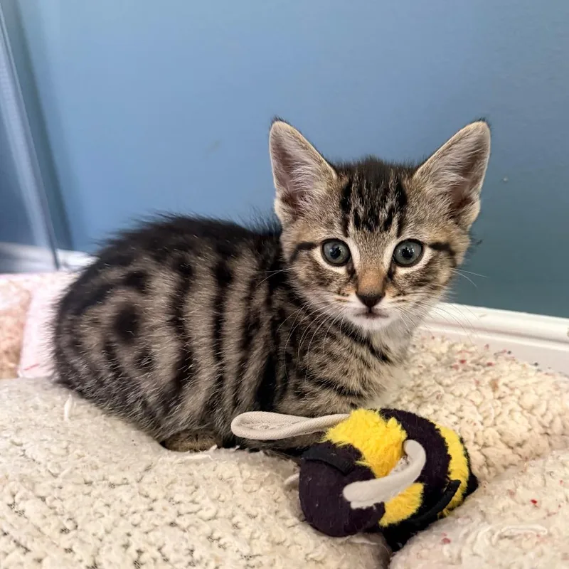 A baby small-sized female Brown / Chocolate Domestic Short Hair cat named Hazy for adoption in Marshall, VA
