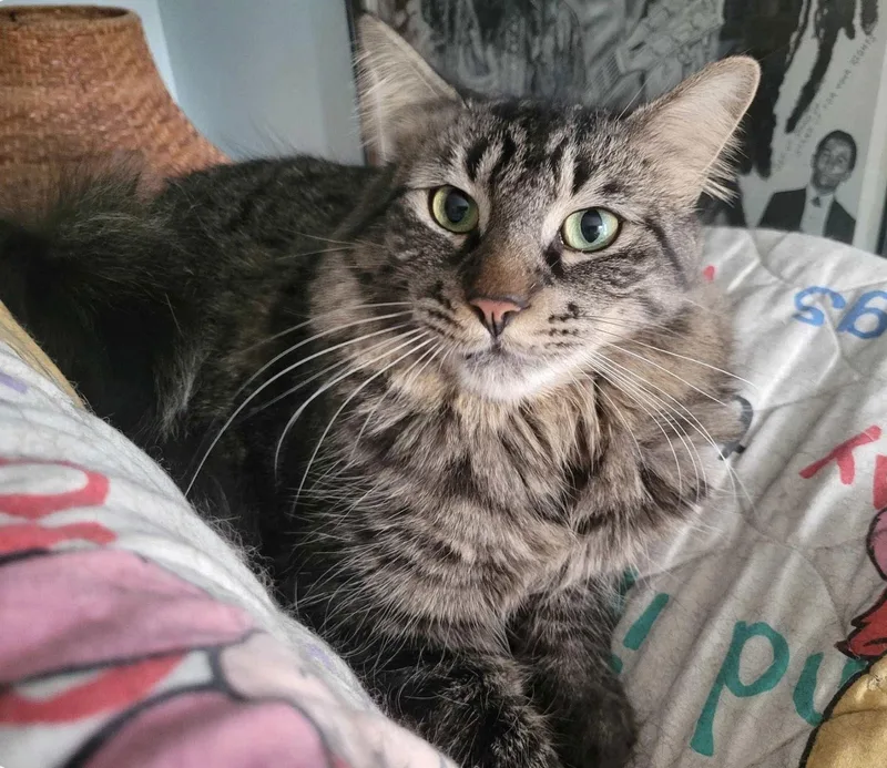 C Brothers Mason thumbnail 2