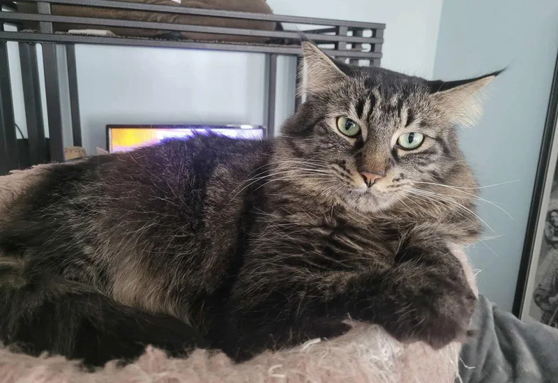 C Brothers Mason thumbnail 3