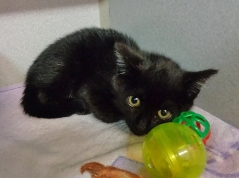 A baby small-sized female Black Domestic Short Hair cat named Owlette for adoption in Delhi, NY