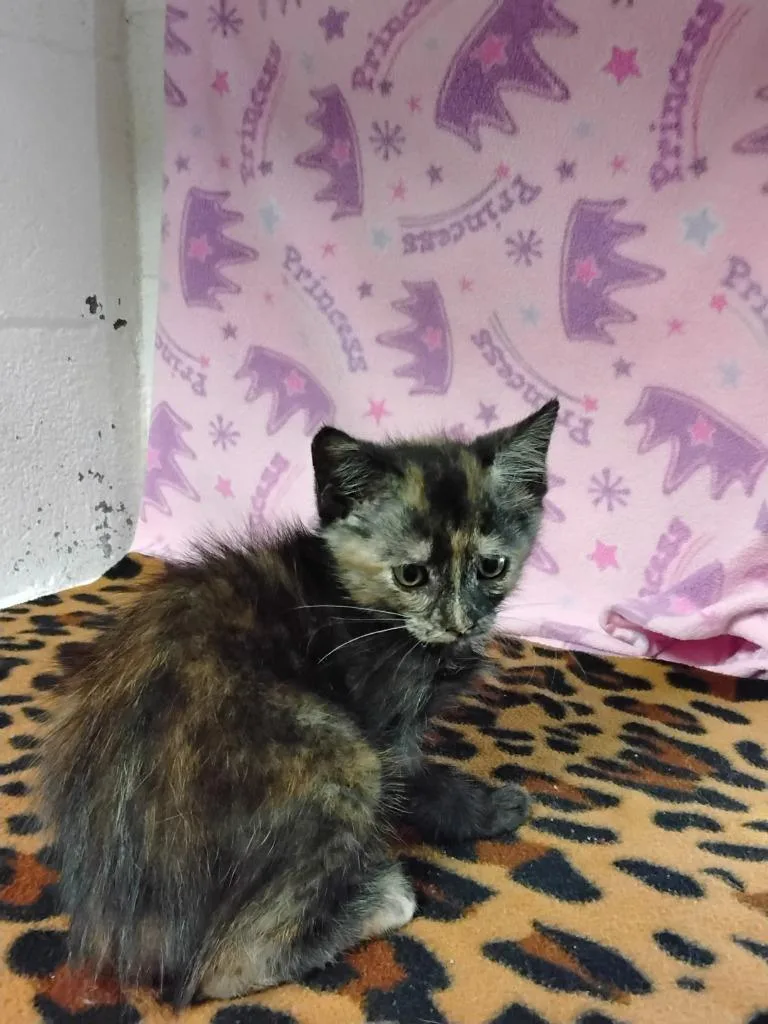 A baby small-sized female Domestic Short Hair cat named Keri for adoption in Ada, OK