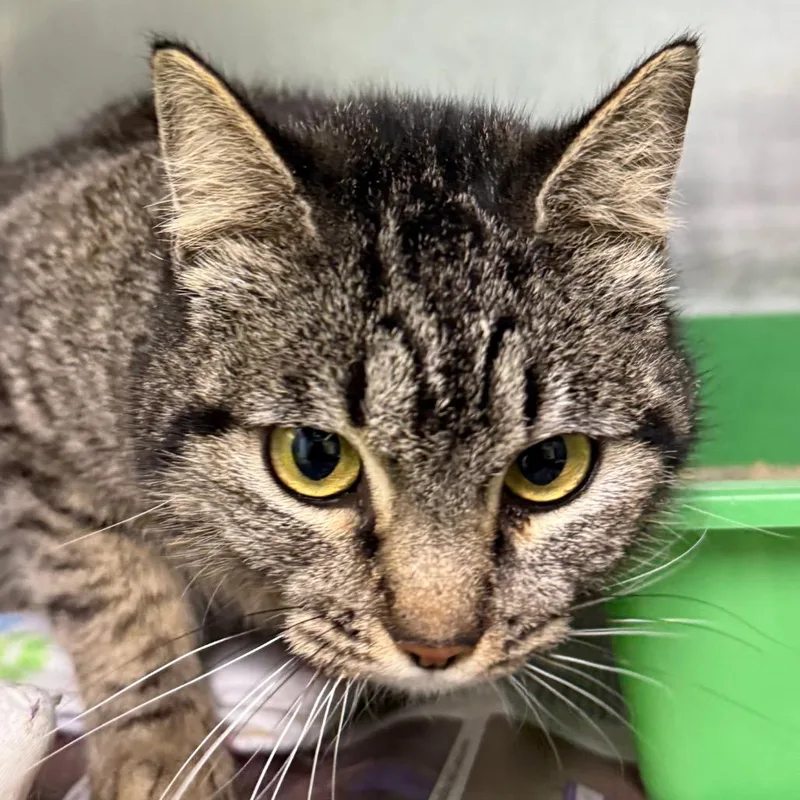 A young medium-sized female Gray / Blue / Silver Domestic Short Hair cat named Kettle for adoption in Bentonville, AR