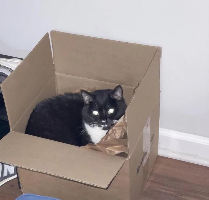 A young medium-sized female Black & White / Tuxedo Domestic Short Hair cat named Olive for adoption in Pittsboro, NC