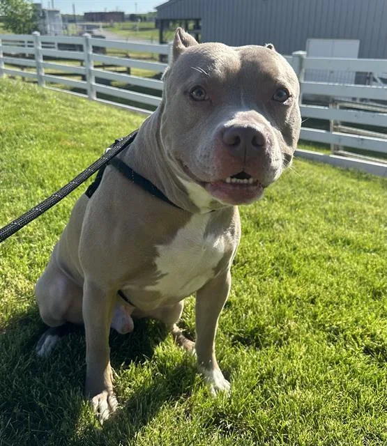An adult medium-sized male Pit Bull Terrier dog named Robert for adoption in Indianapolis, IN