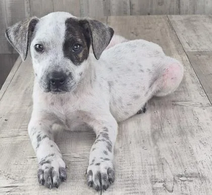 An adult small-sized male Terrier dog named Sega for adoption in Shreveport, LA