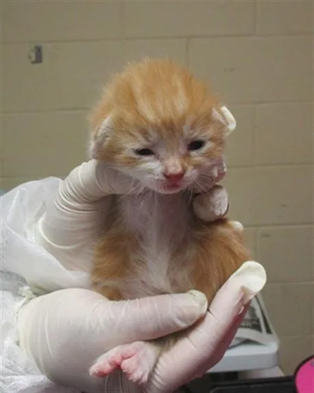 A baby small-sized female Domestic Short Hair cat named Opal for adoption in Ocala, FL