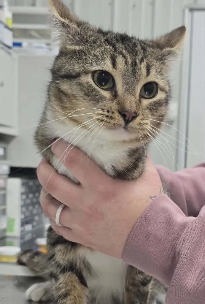 A young medium-sized male Domestic Short Hair cat named She Devil for adoption in Hillsdale, IN